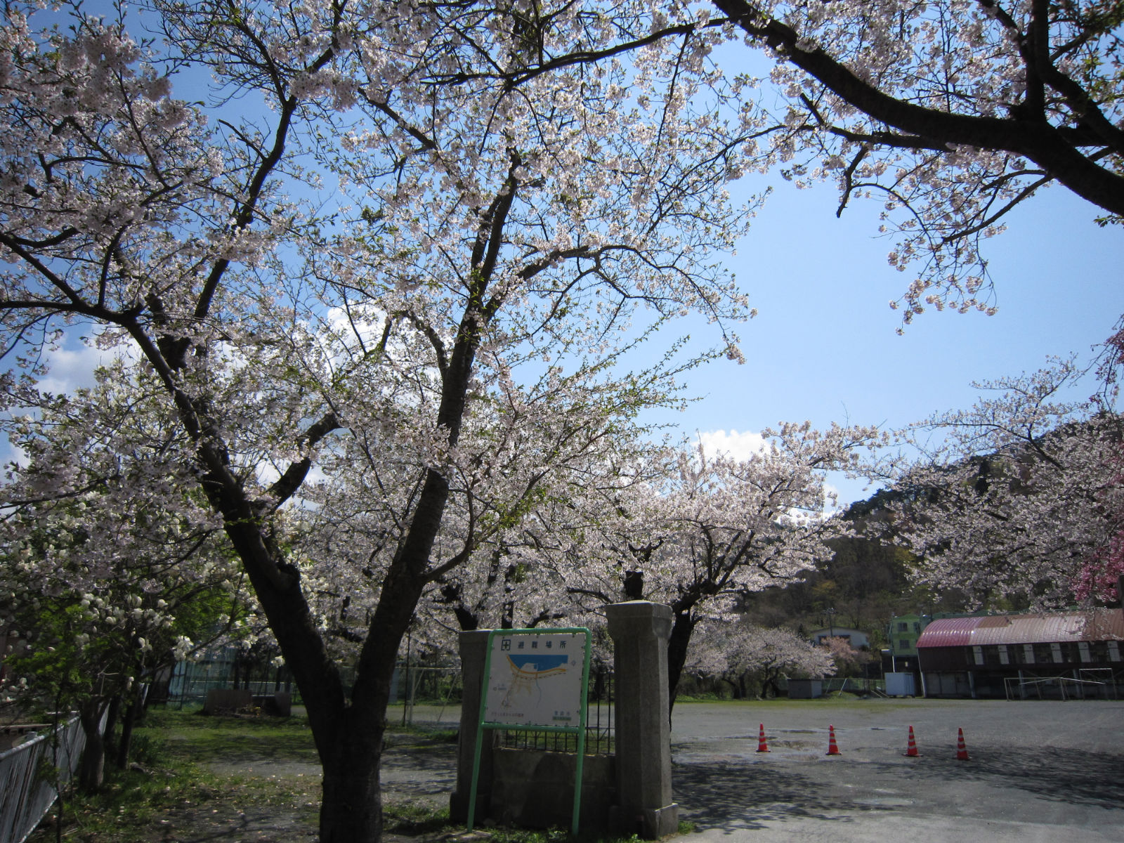 青森 浅虫小学校 満開の桜