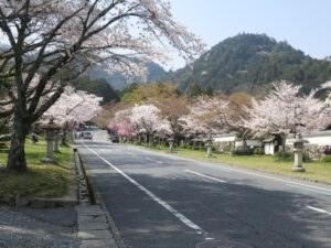 日吉大社 参道 桜がとってもキレイでした