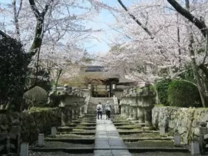 滋賀県大津市 三井寺 四脚門と唐院への石段 桜がとってもキレイでした